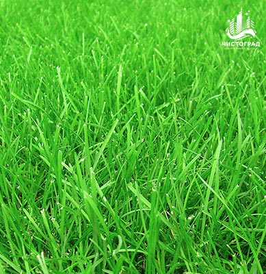 Прекрасный запах утренней травы освежит Вашу квартиру